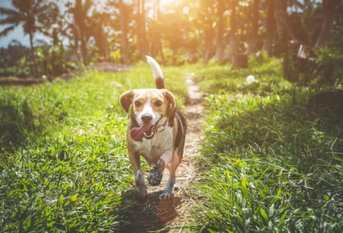 Aleris Animal Nutrition