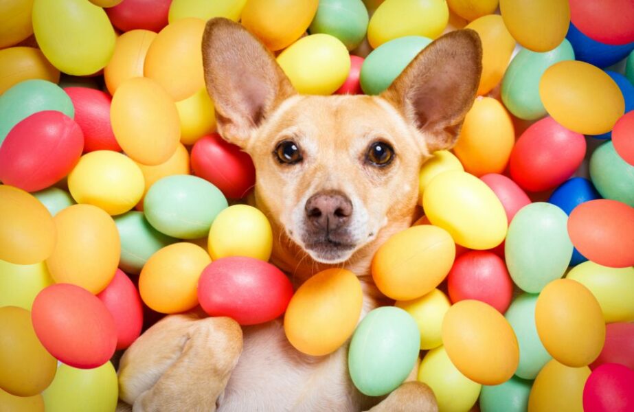 Cachorro pode comer OVO? Benefícios e preparação