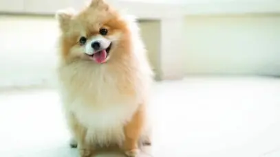 Nomes para cachorros pequenos