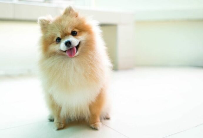 Nomes para cachorros pequenos