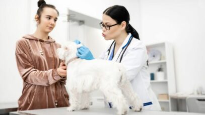 hospitais veterinários