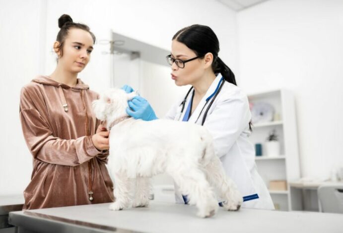 hospitais veterinários