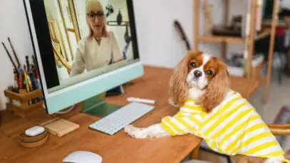 Teleconsulta veterinária