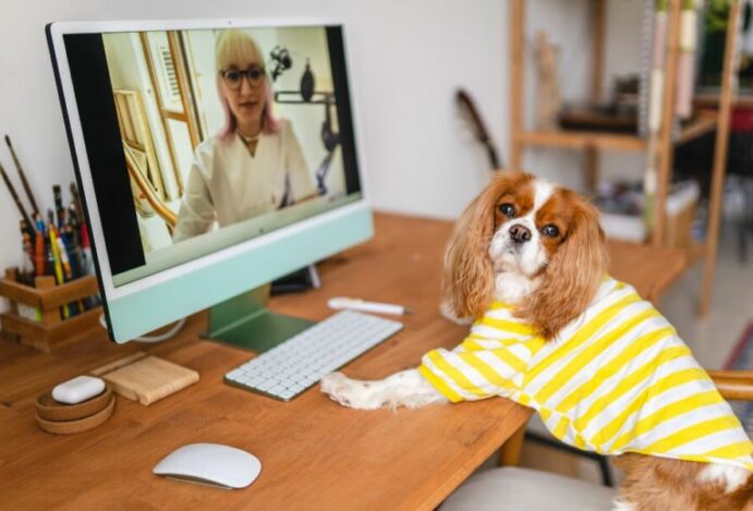 Teleconsulta veterinária