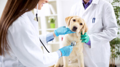 Tutores de cães