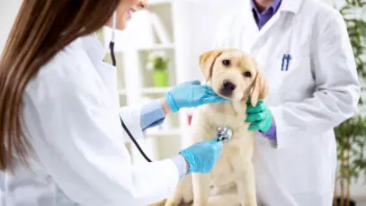 Tutores de cães