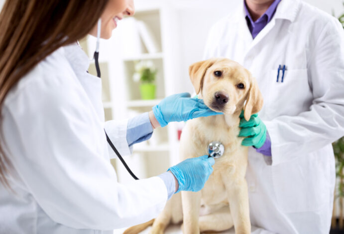 Tutores de cães