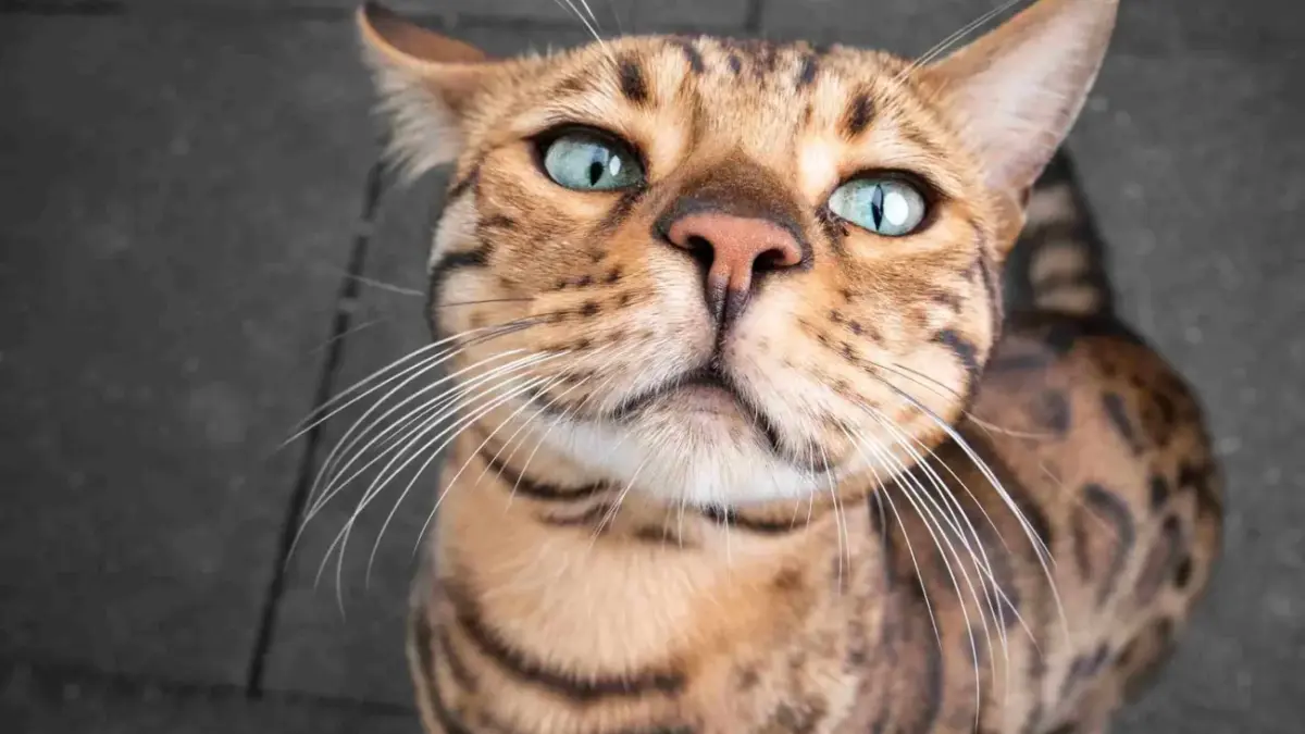 gato bengal