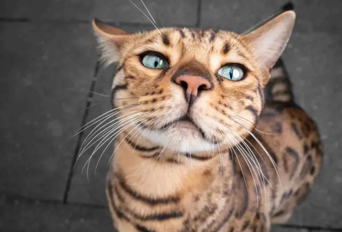 gato bengal