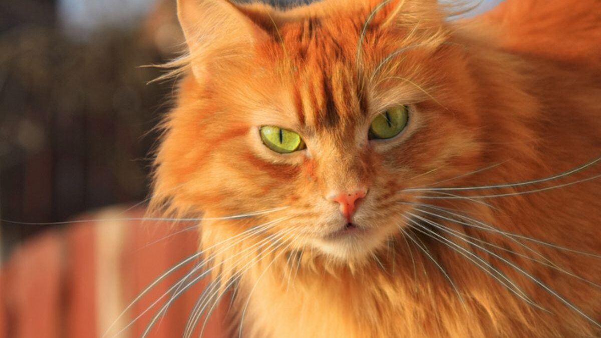 beleza dos gatos laranjas