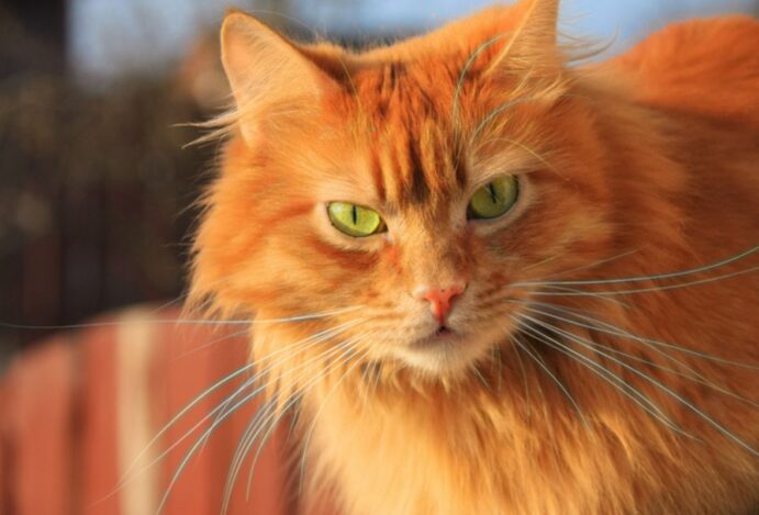 beleza dos gatos laranjas