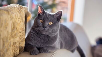 raça de gato Chartreux raça Chartreux