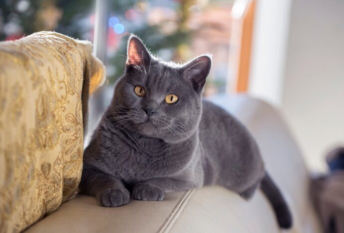 raça Chartreux