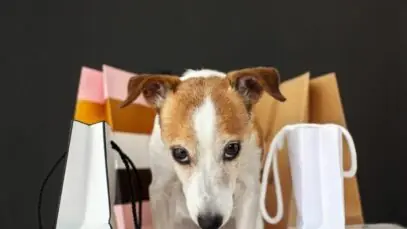 Varejo pet no Brasil deve vender R$ 37 bilhões em 2023