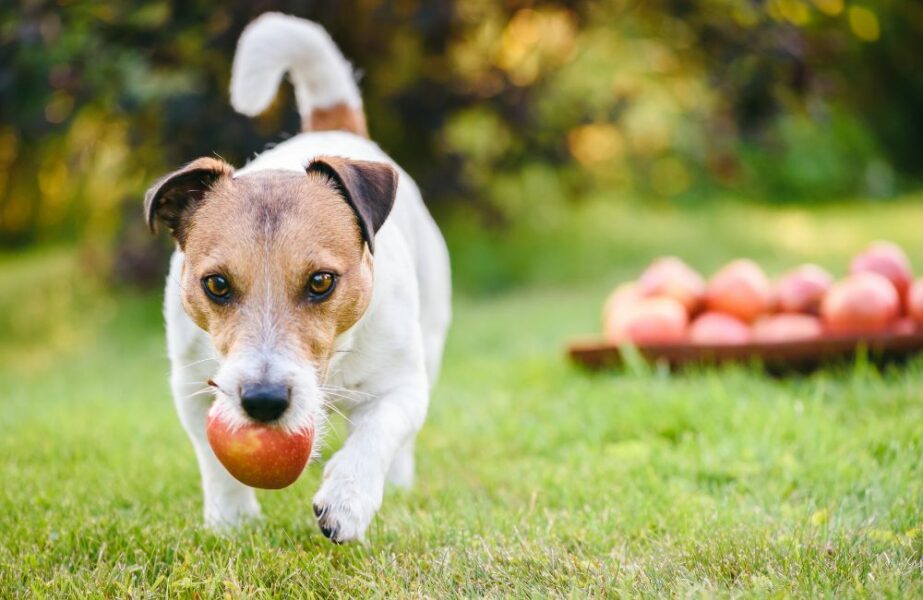 cachorro pode comer maçã