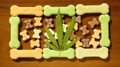 cannabis na saúde animal