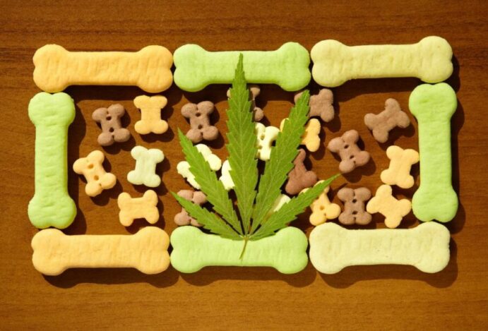 cannabis na saúde animal
