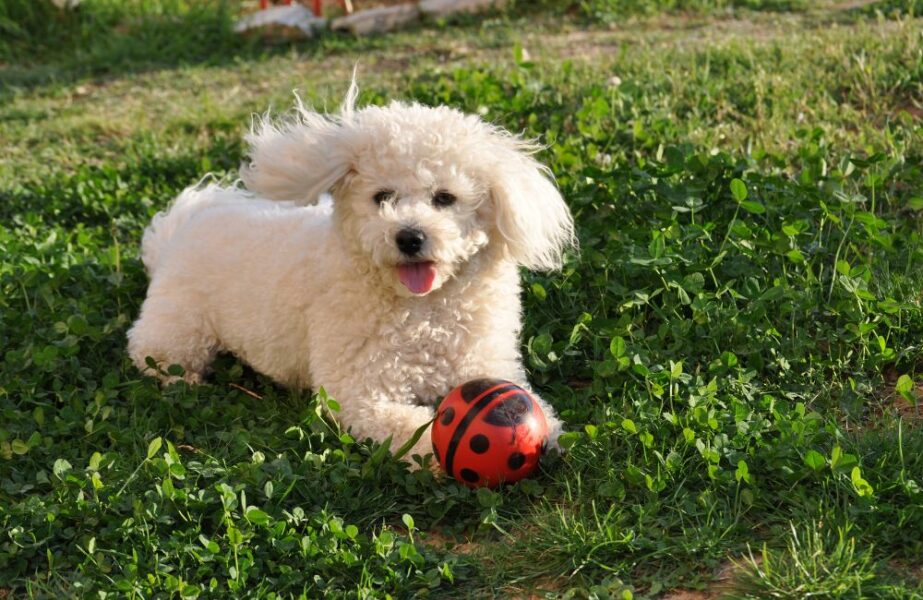 Cachorros que não crescem