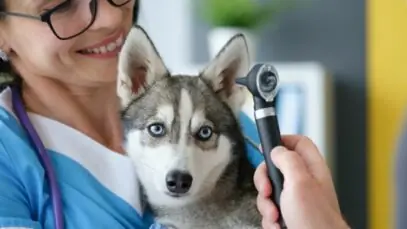 otite em cães