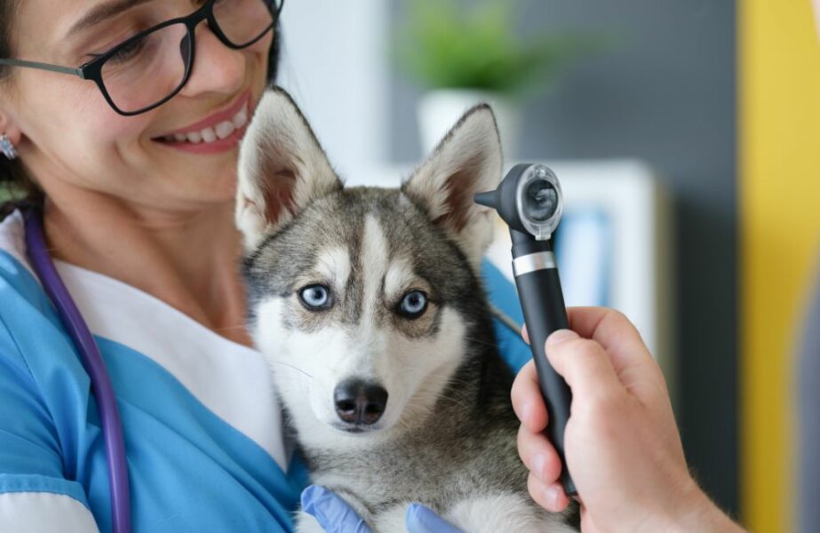 otite em cães