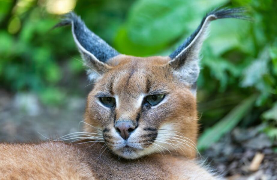 Caracat, Raças de gatos