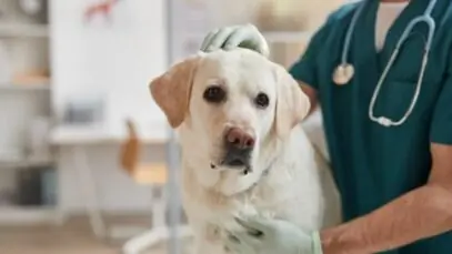 Implementação do SUS para pets trava no Legislativo