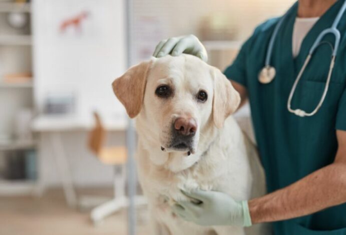 Implementação do SUS para pets trava no Legislativo