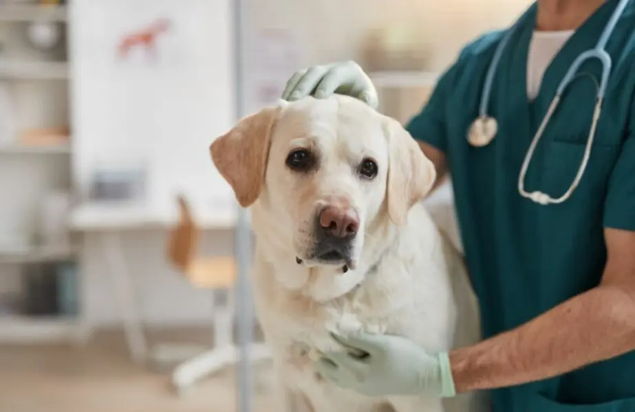 Design sem nome (65) Implementação do SUS para pets trava no Legislativo