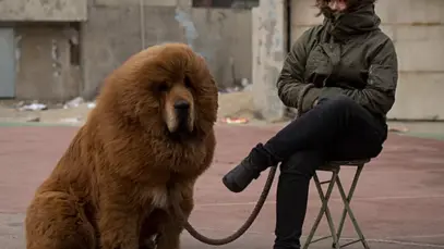 Mastim tibetano