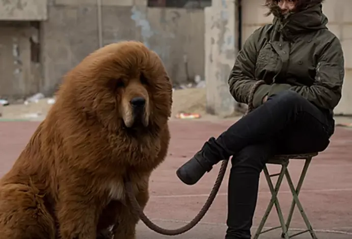 Mastim tibetano