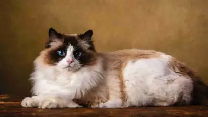 Ragdoll