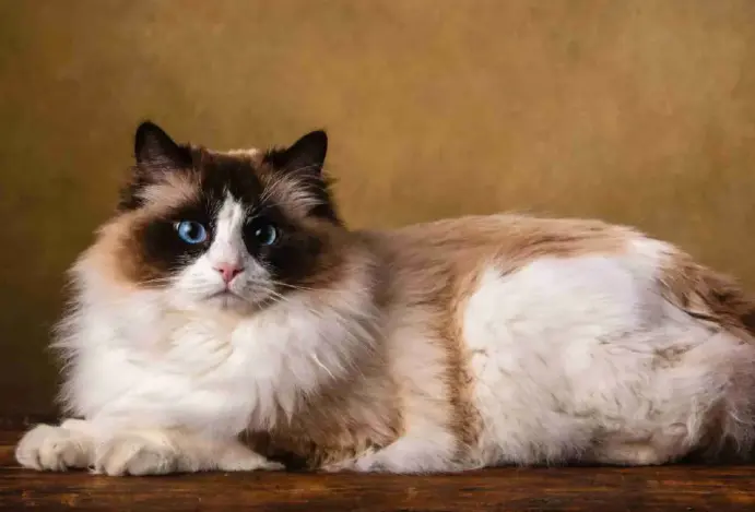 Ragdoll