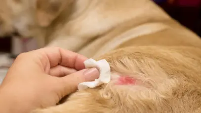Alergia canina