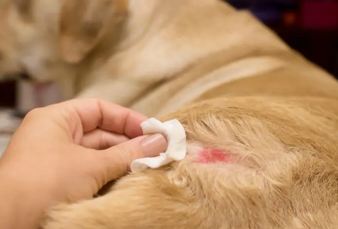 Alergia canina