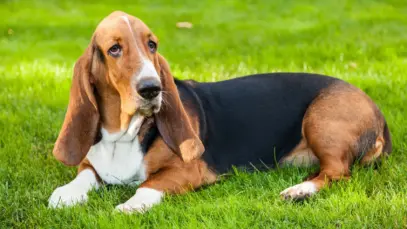 Cachorro basset, o anão caçador