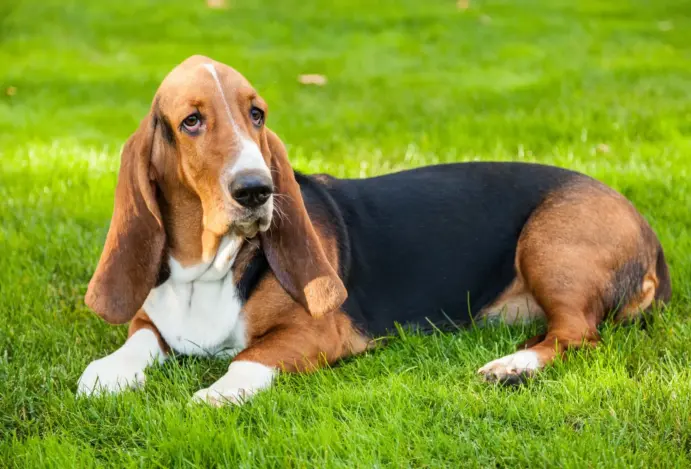 Cachorro basset, o anão caçador