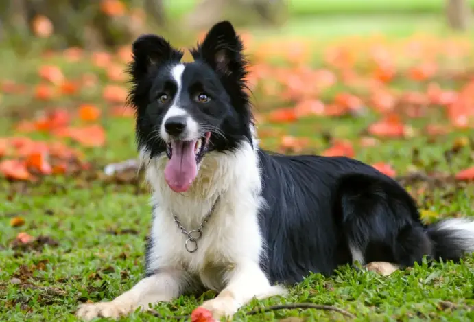 border colie