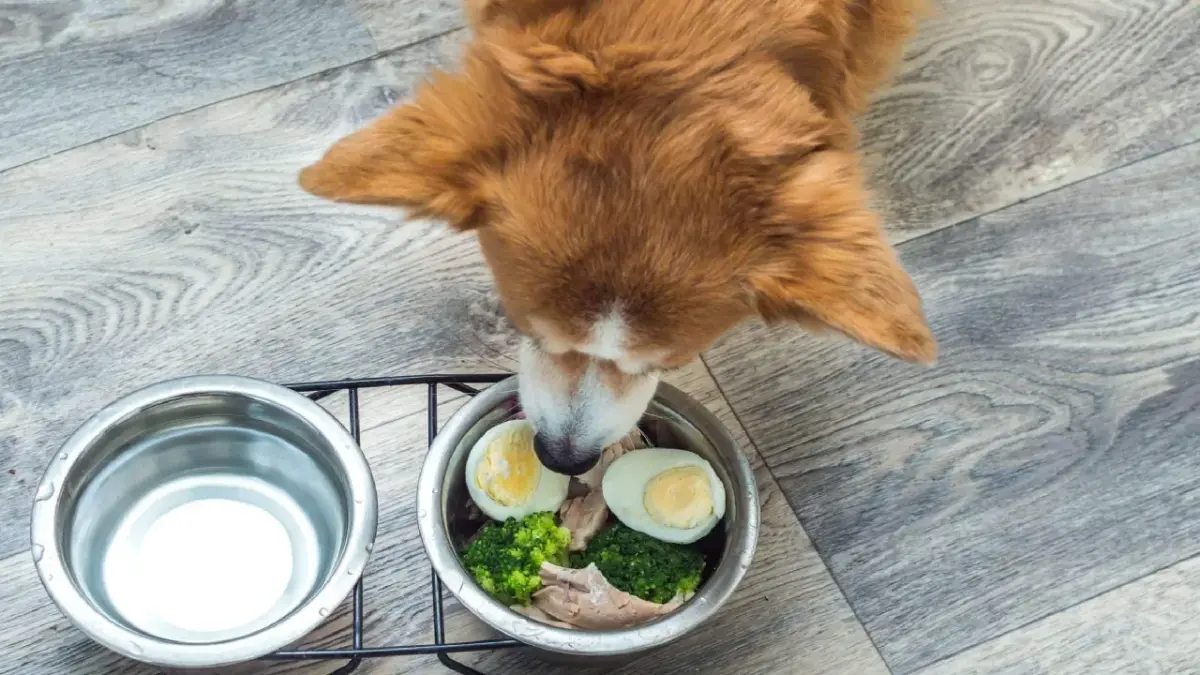 Cão pode comer ovo