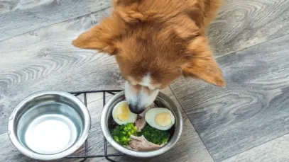 Cão pode comer ovo