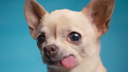 chiahuaua