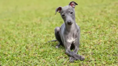 Galgos