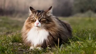 gato Norueguês da Floresta