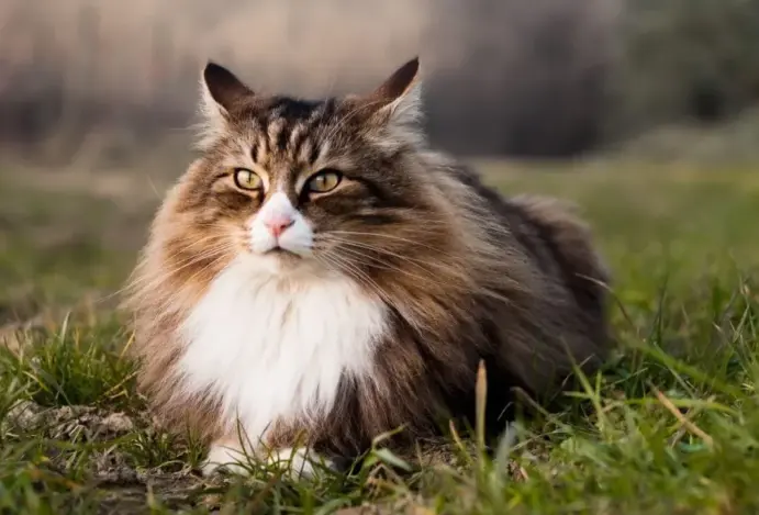 gato Norueguês da Floresta