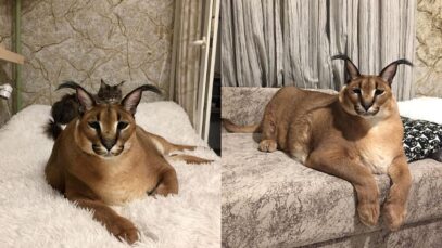 Gato caracal Gato caracal