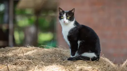 Gato frajola