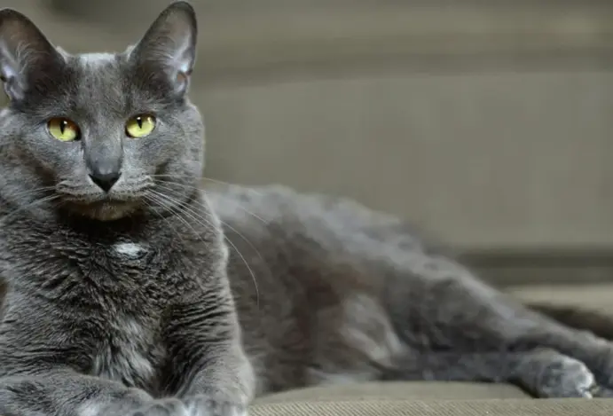Gato Korat