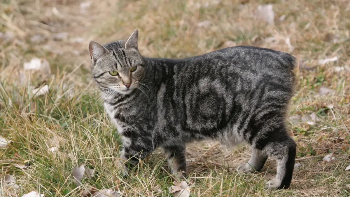 Conhecendo o Gato Manês