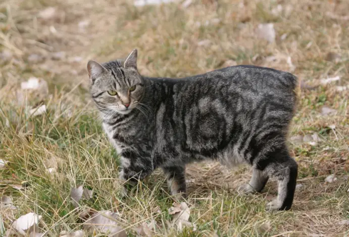 Conhecendo o Gato Manês