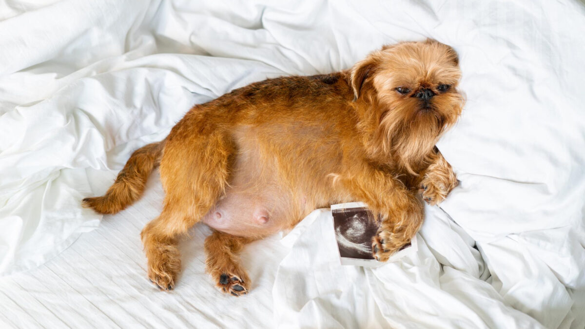 Gestação de cachorro