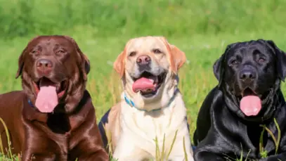 Labradores